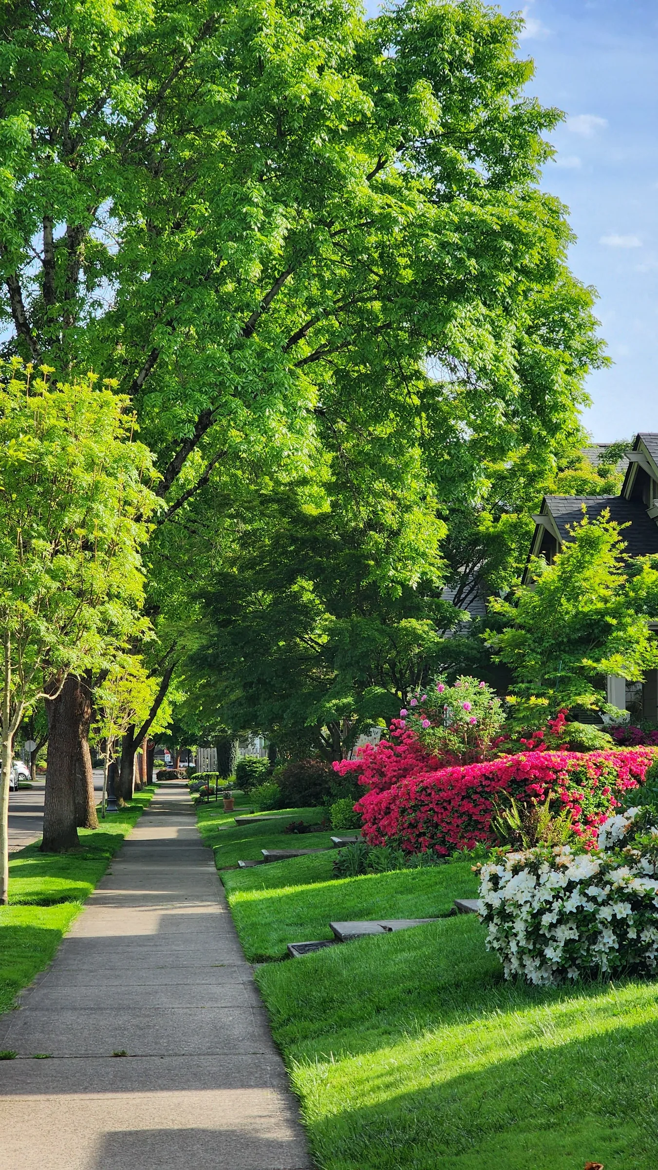 Tree-lined residential street with manicured lawns, pink flowering shrubs, and a dark house visible through green foliage.